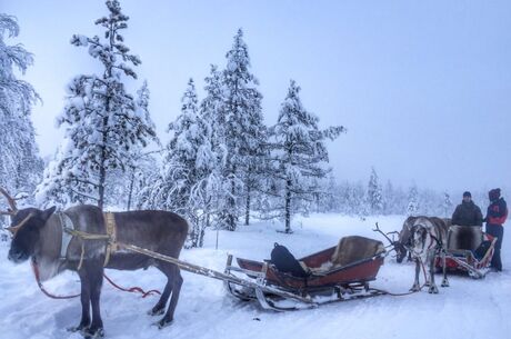 KUZEY IŞIKLARI LAPLAND TURU