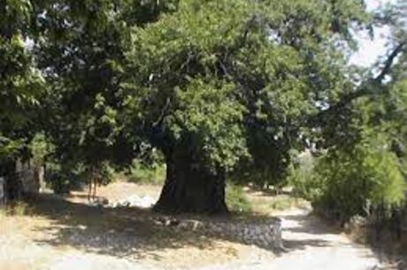 Düğmeli Evler Turu